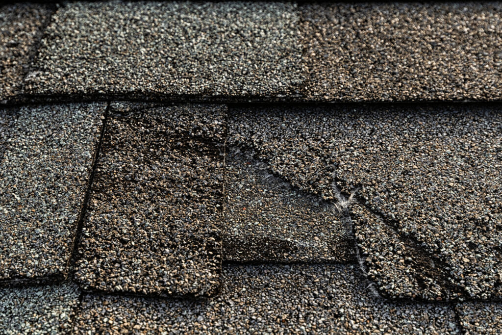 A close-up of a torn residential asphalt shingled roof exposing the fiberglass in a Pennsylvania home in need of roof replacement.