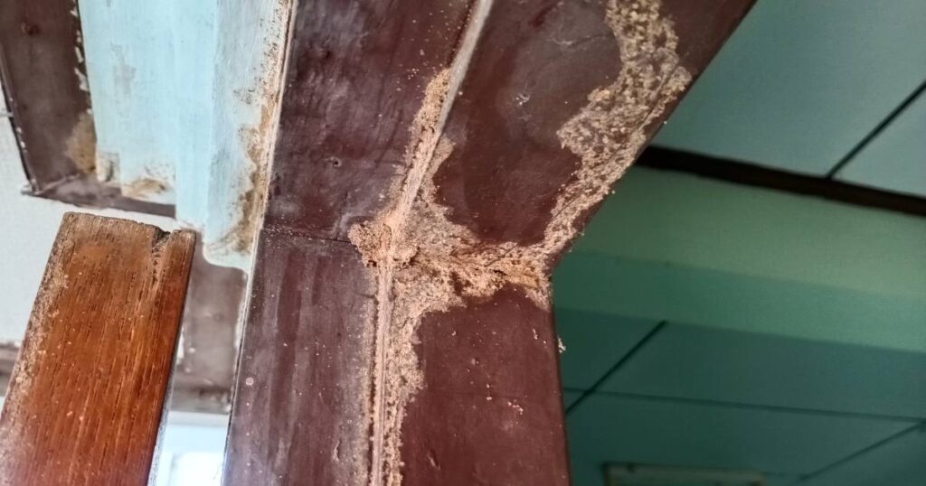 Home with termites in wooden doorframe and home siding